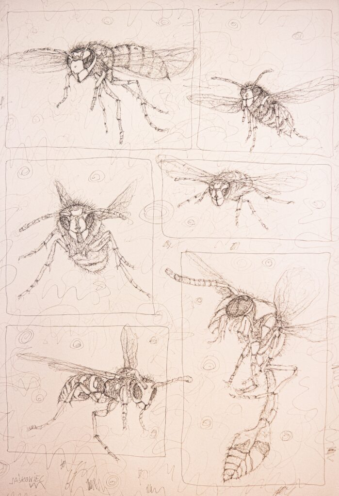 ''the hornets'' Marek Jaśkowiec
